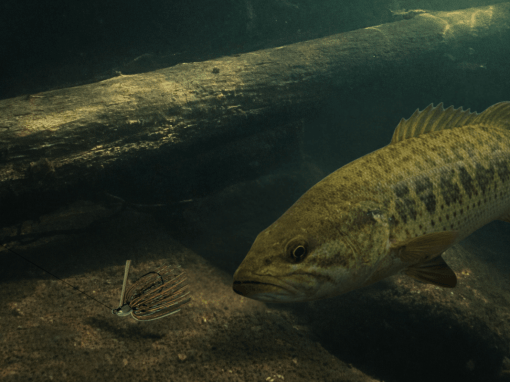 Skirted jig bouncing along the bottom as a bass watches from nearby cover