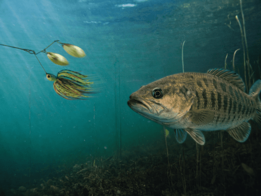 Spinnerbait moving through the water as a bass prepares to strike