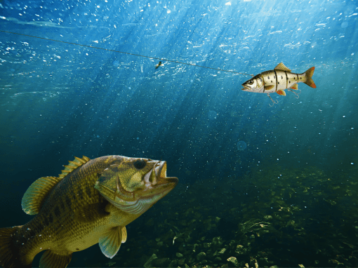 Swimbait resembling a real baitfish as a bass tracks it in open water