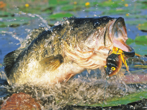 Bass striking a weedless frog lure at the surface during topwater fishing